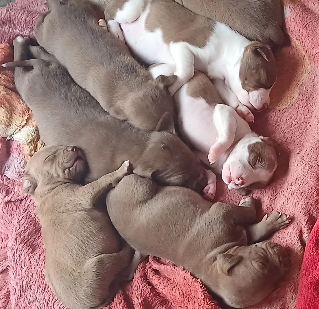 Venda de filhotes pitbul  - Foto 2