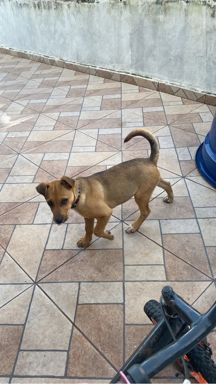 Cachorro - Foto 3