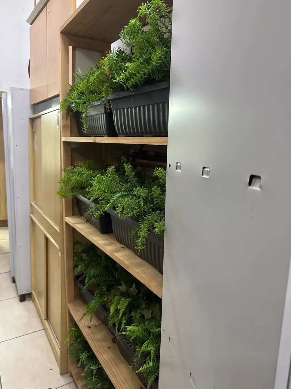 Vasos com plantas  - Foto 5