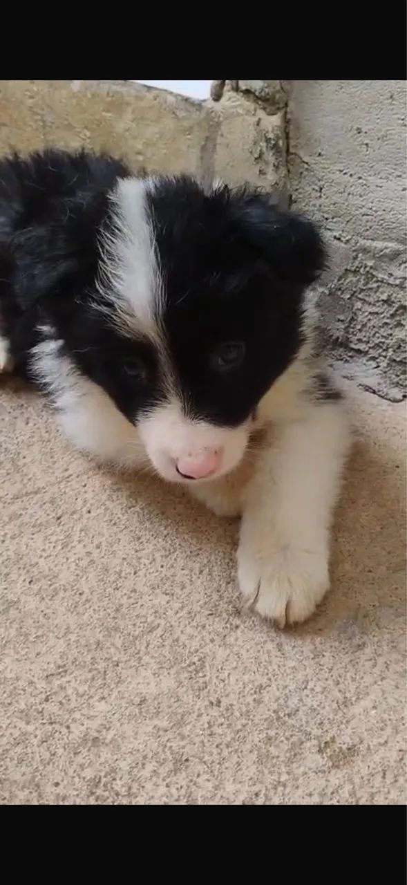 Border collie macho - Foto 4