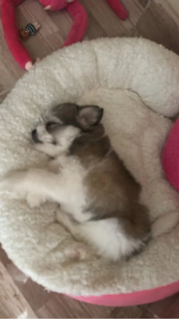 Pet - Foto 3