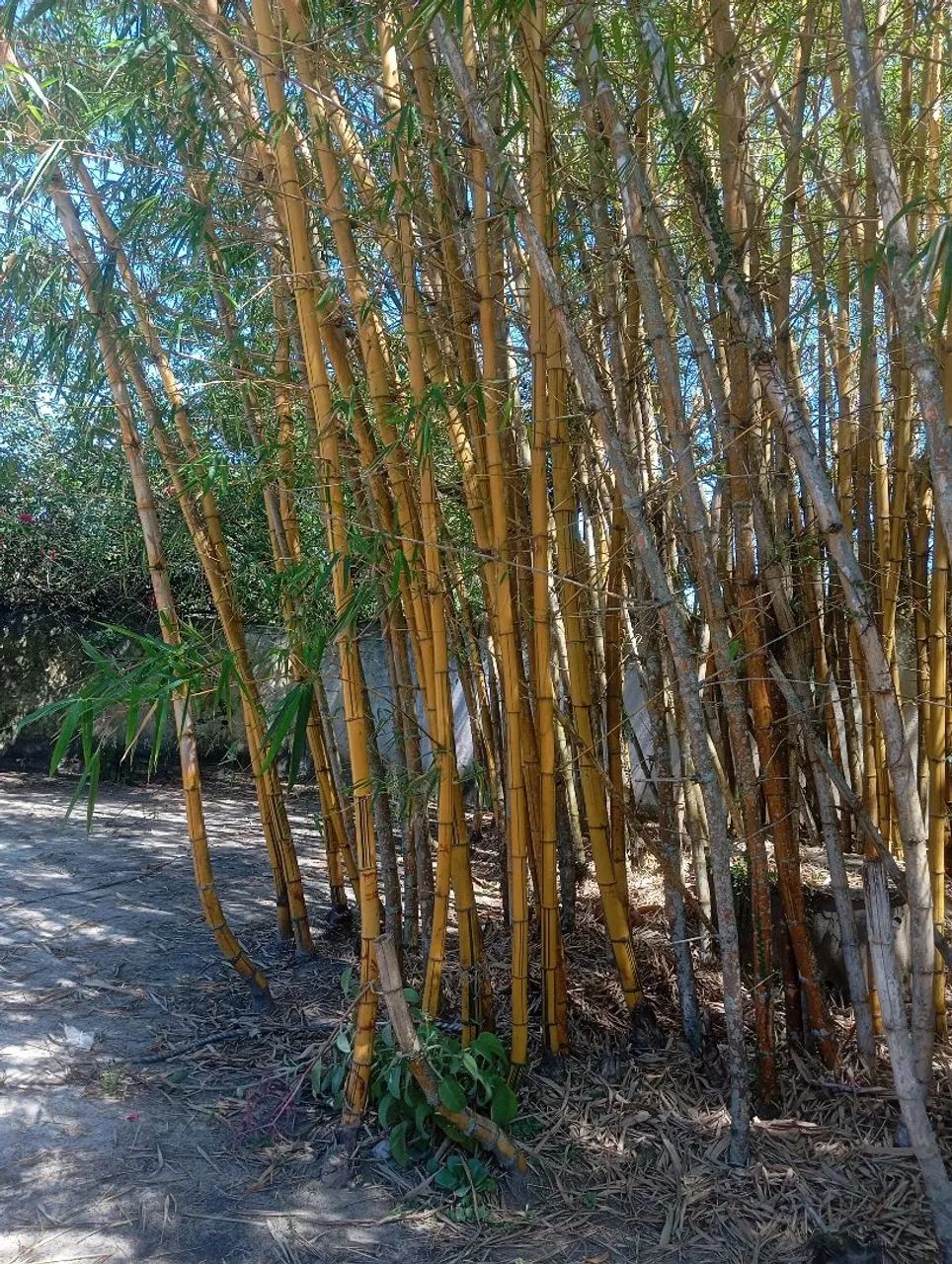 Muda de bambu  - Foto 5