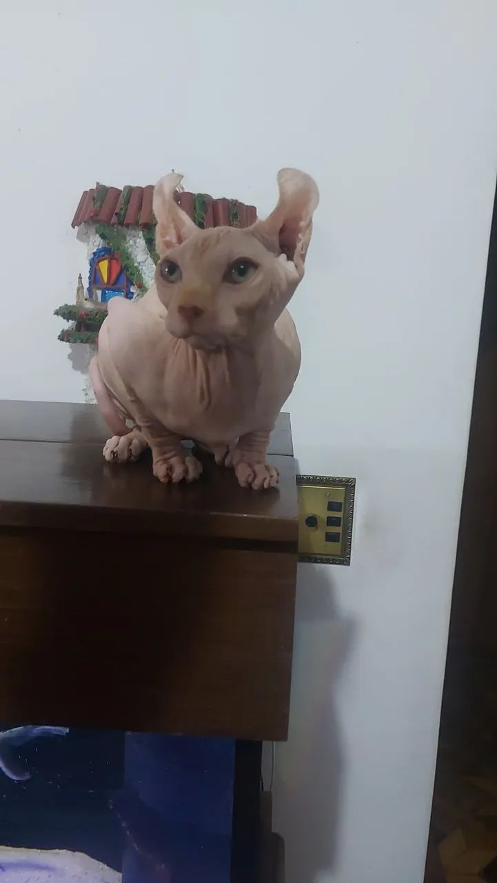 Sphynx Macho Elf - Foto 4