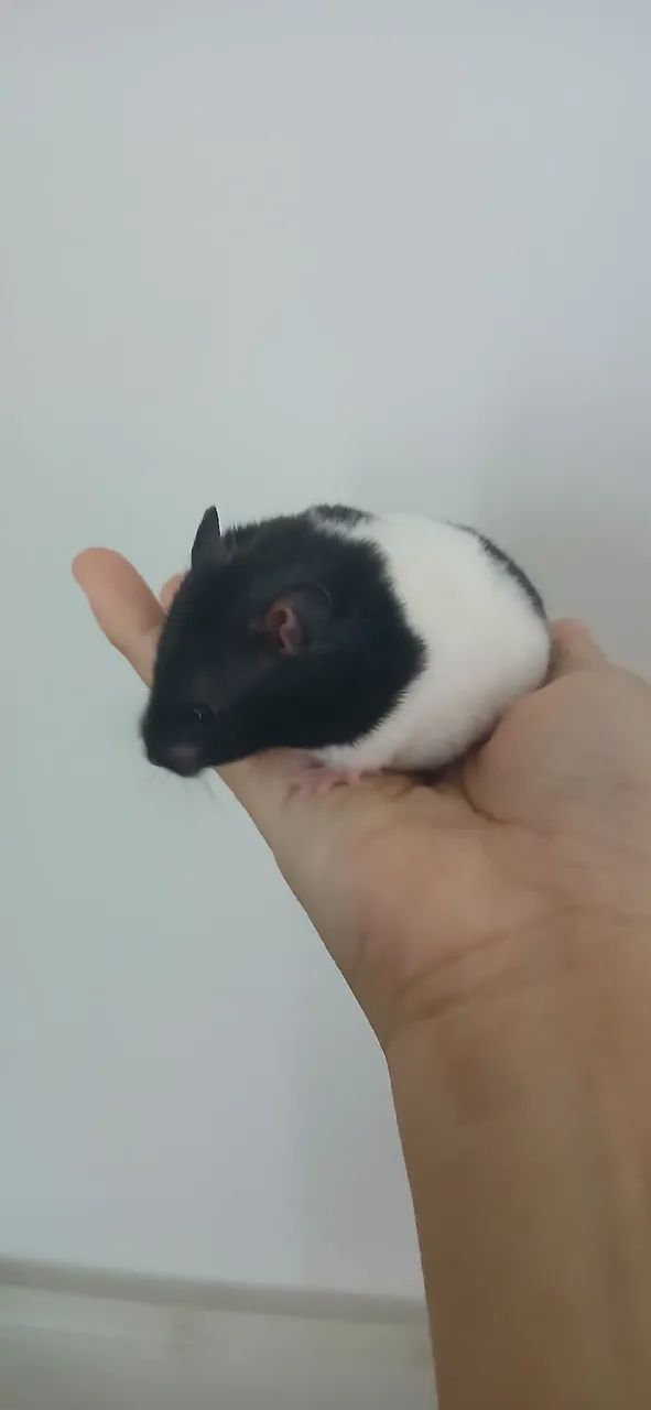 Hamster sírio - Foto 4