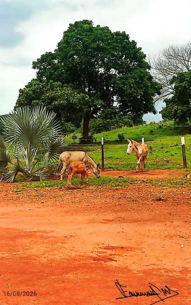 Fazenda 30 alqueires - Crixás GO 