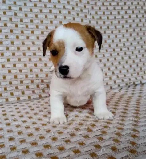 o cachorro do mascara 