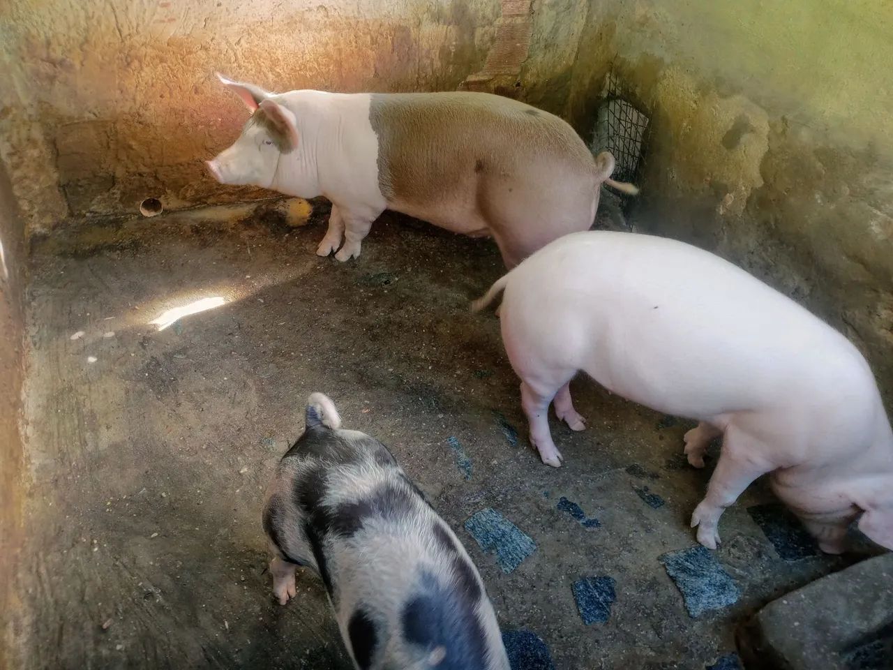 Porcos  - Foto 3