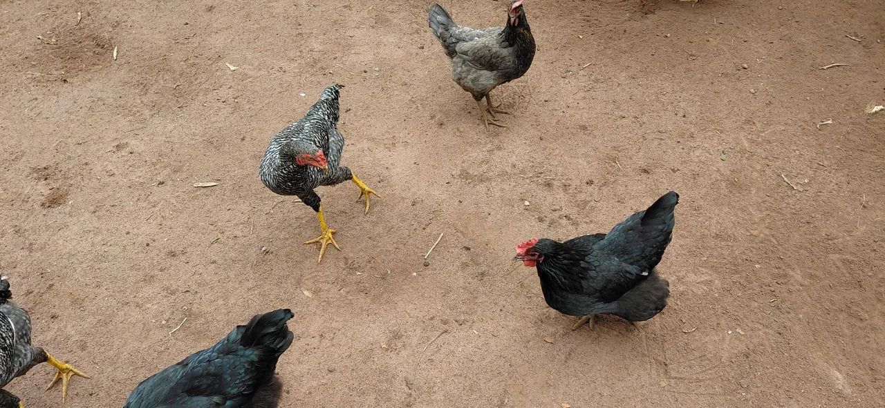 Frango Caipira  - Foto 2