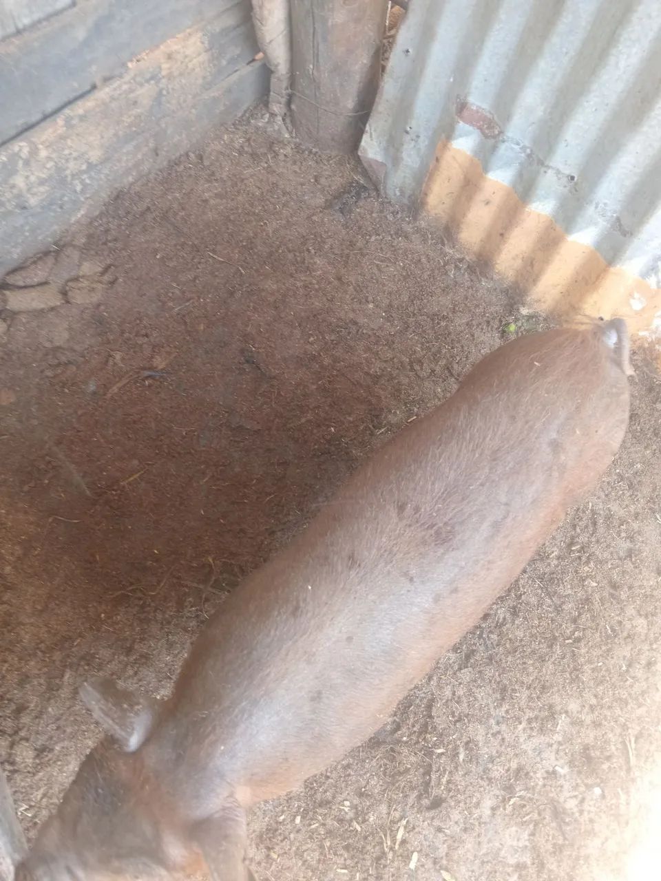 Mini porcos - Foto 2
