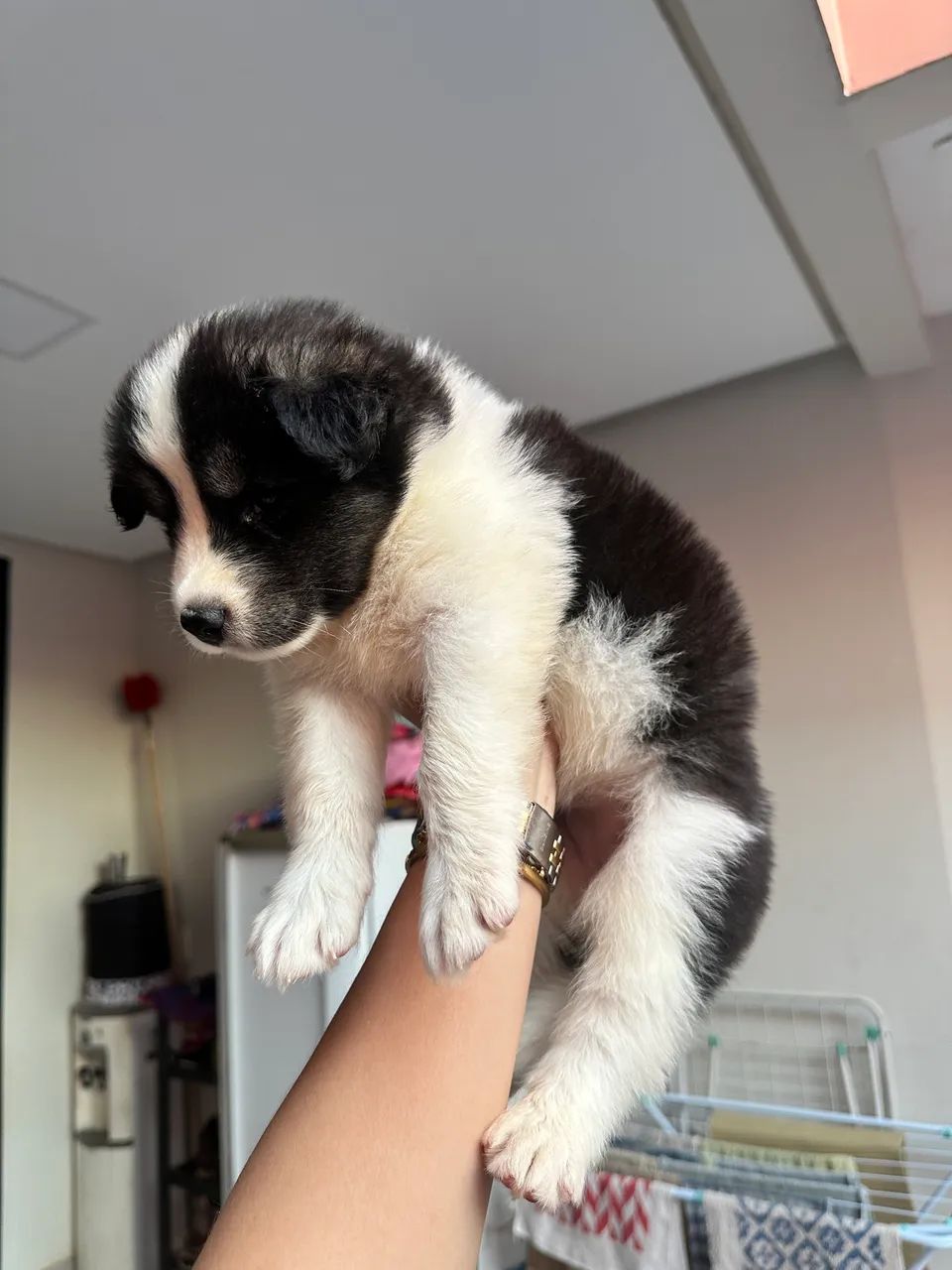 Cachorro 