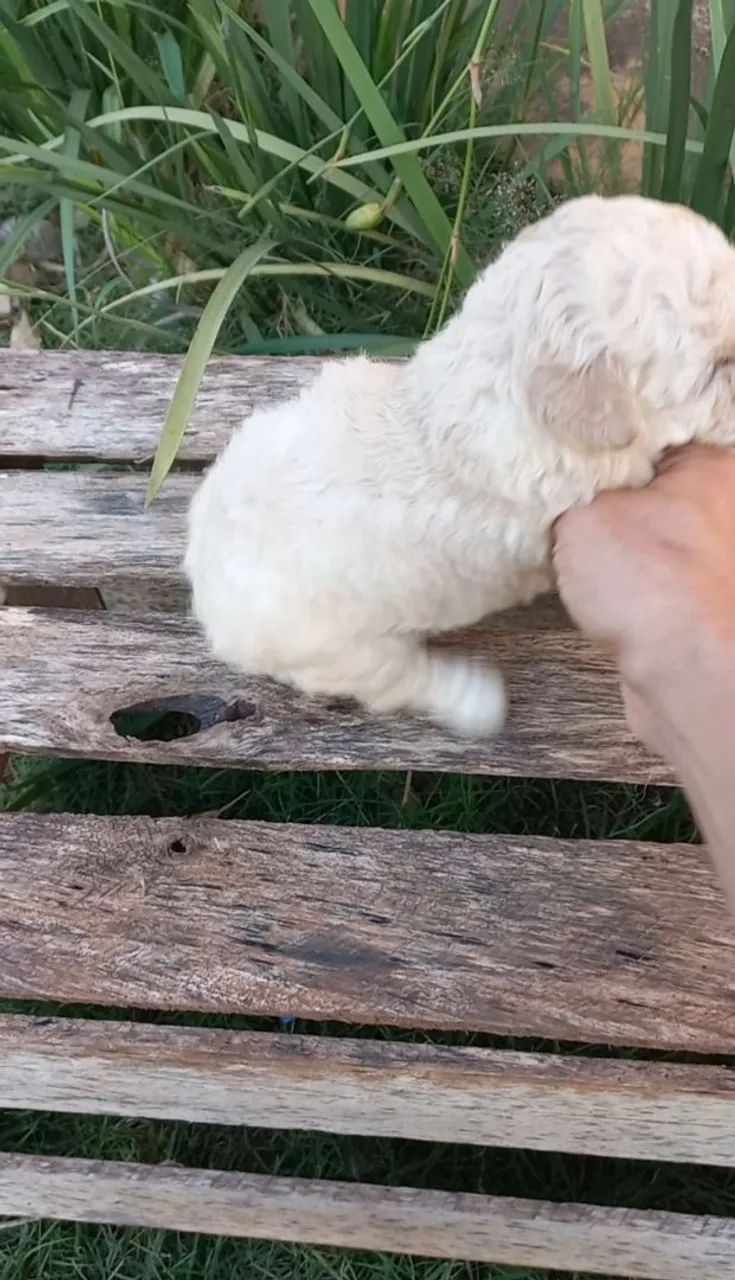 Poodle toy  - Foto 2