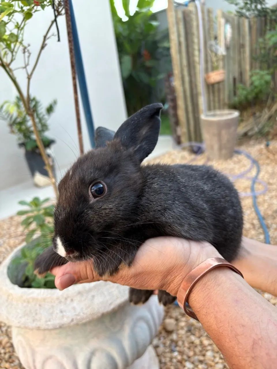 COELHOS À VENDA - LINDOS E BEM CUIDADOS - Foto 4