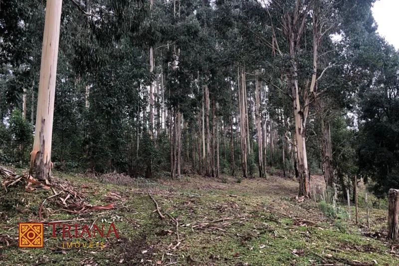 TERRENO DE 12 HECTARES COM FÁCIL ACESSO - Foto 3