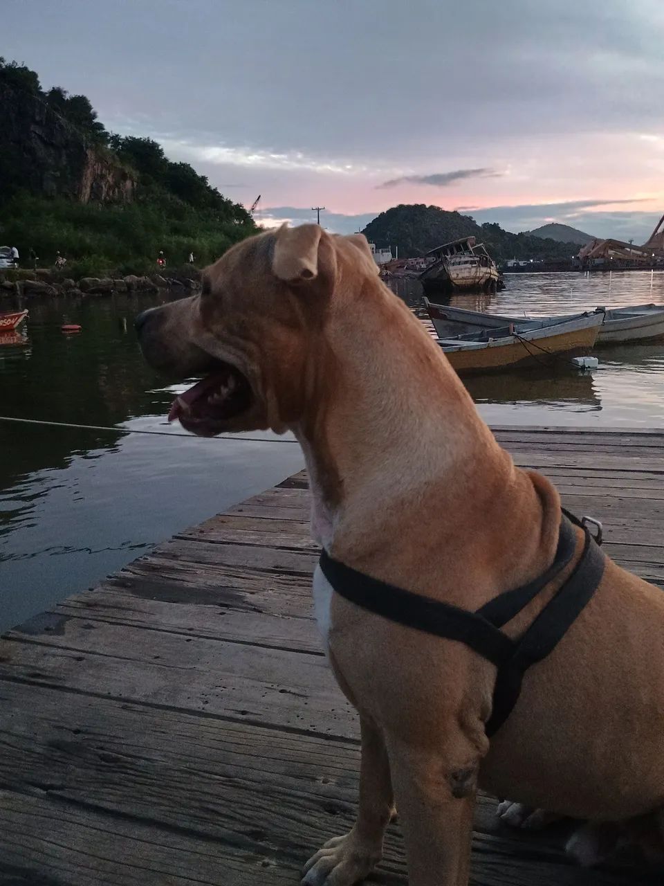 Doaçao Pitbull ? - Foto 2