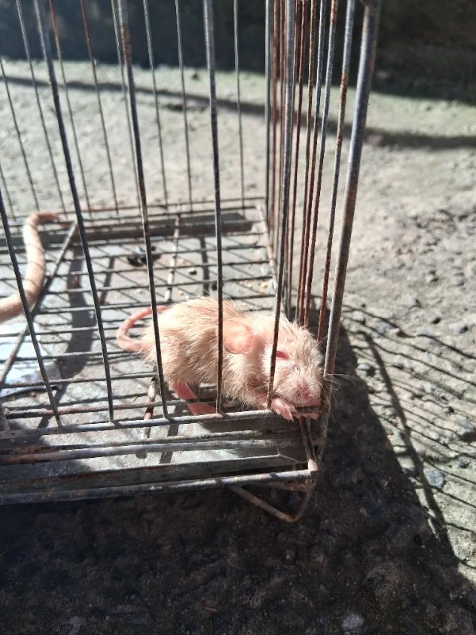 Rato twister - Foto 3