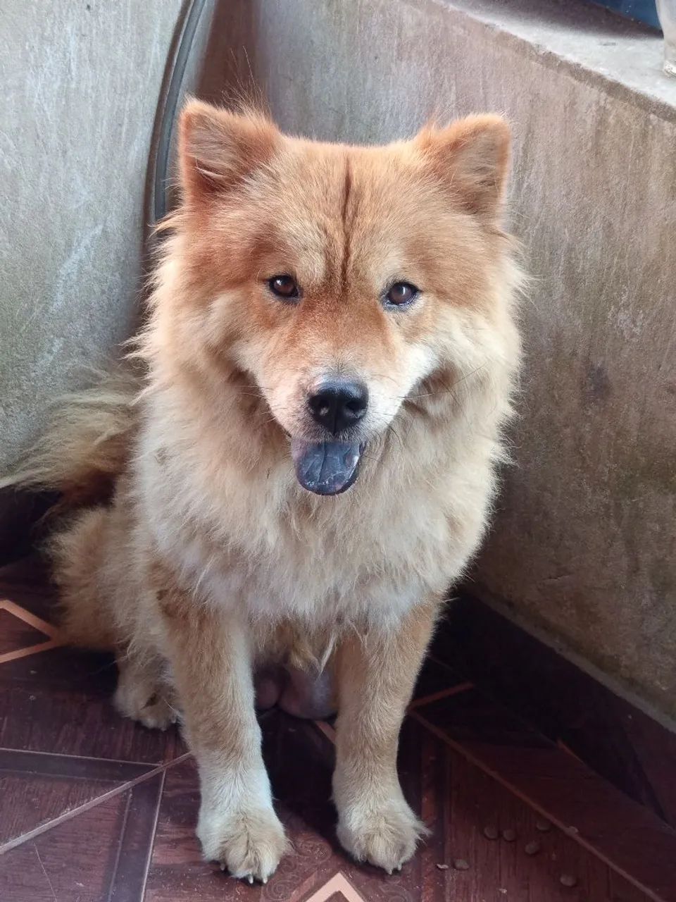 Filhotes de Chowchow  - Foto 5