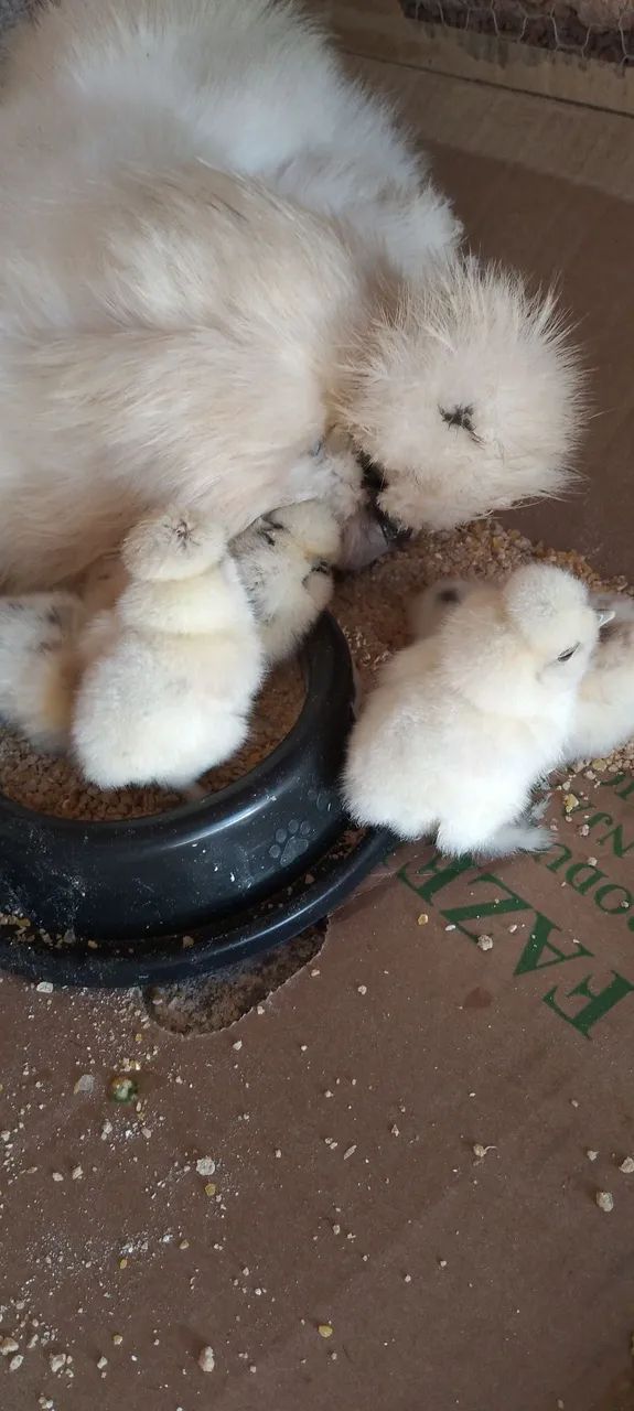 Raça sedosa silkie  - Foto 2