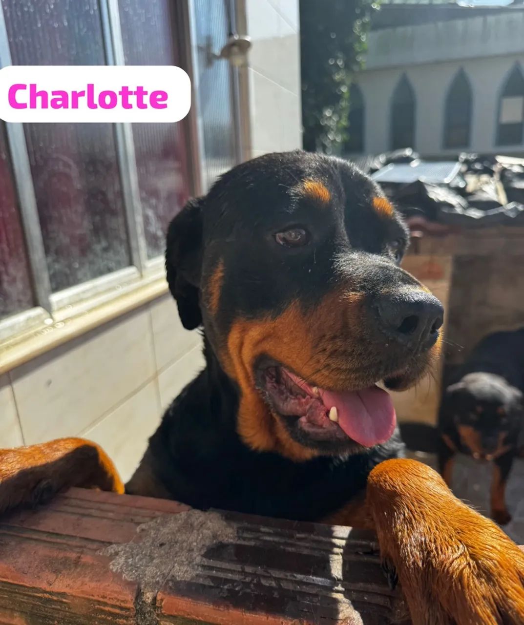 Cachorro  - Foto 5