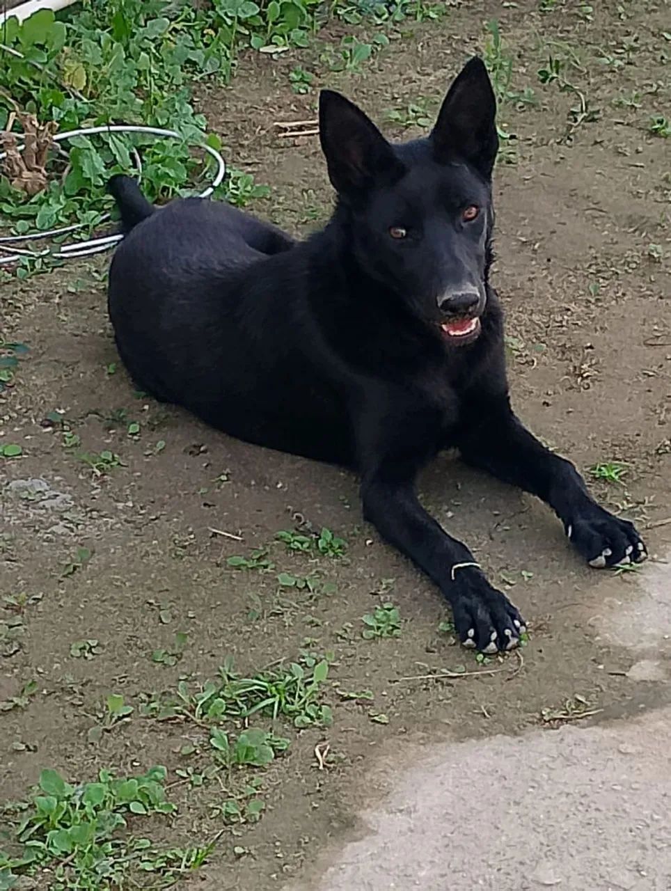 Pastor alemão com Malinois