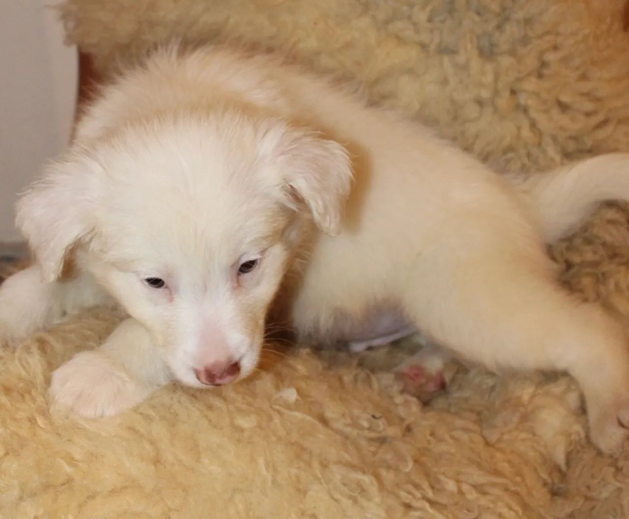 Filhotes Border Collie Macho  - Foto 2