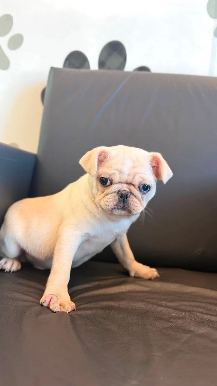 PUG MACHO BRANCO  - Foto 5