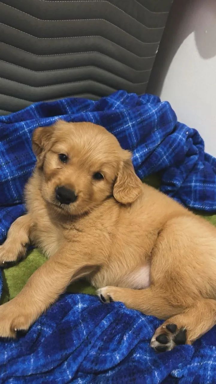 Golden retriever o companheiro que vai encantar seu amor