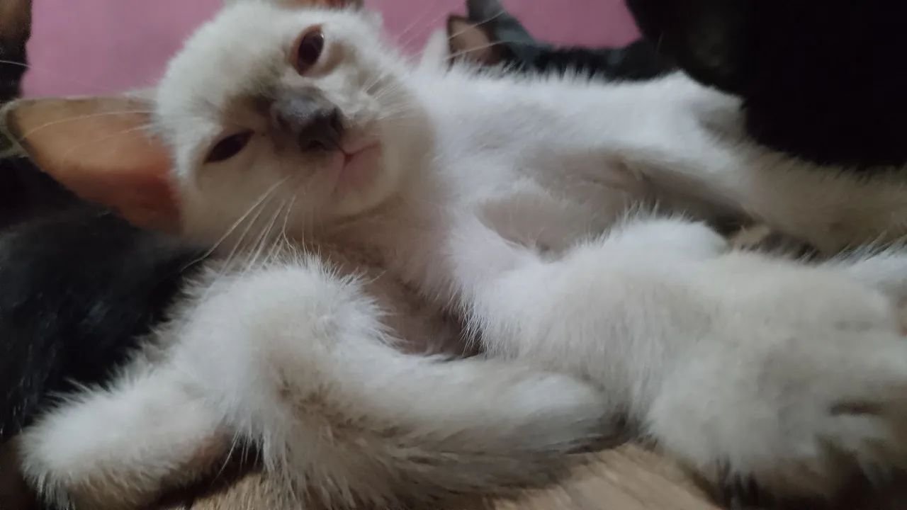 Doação de gato 