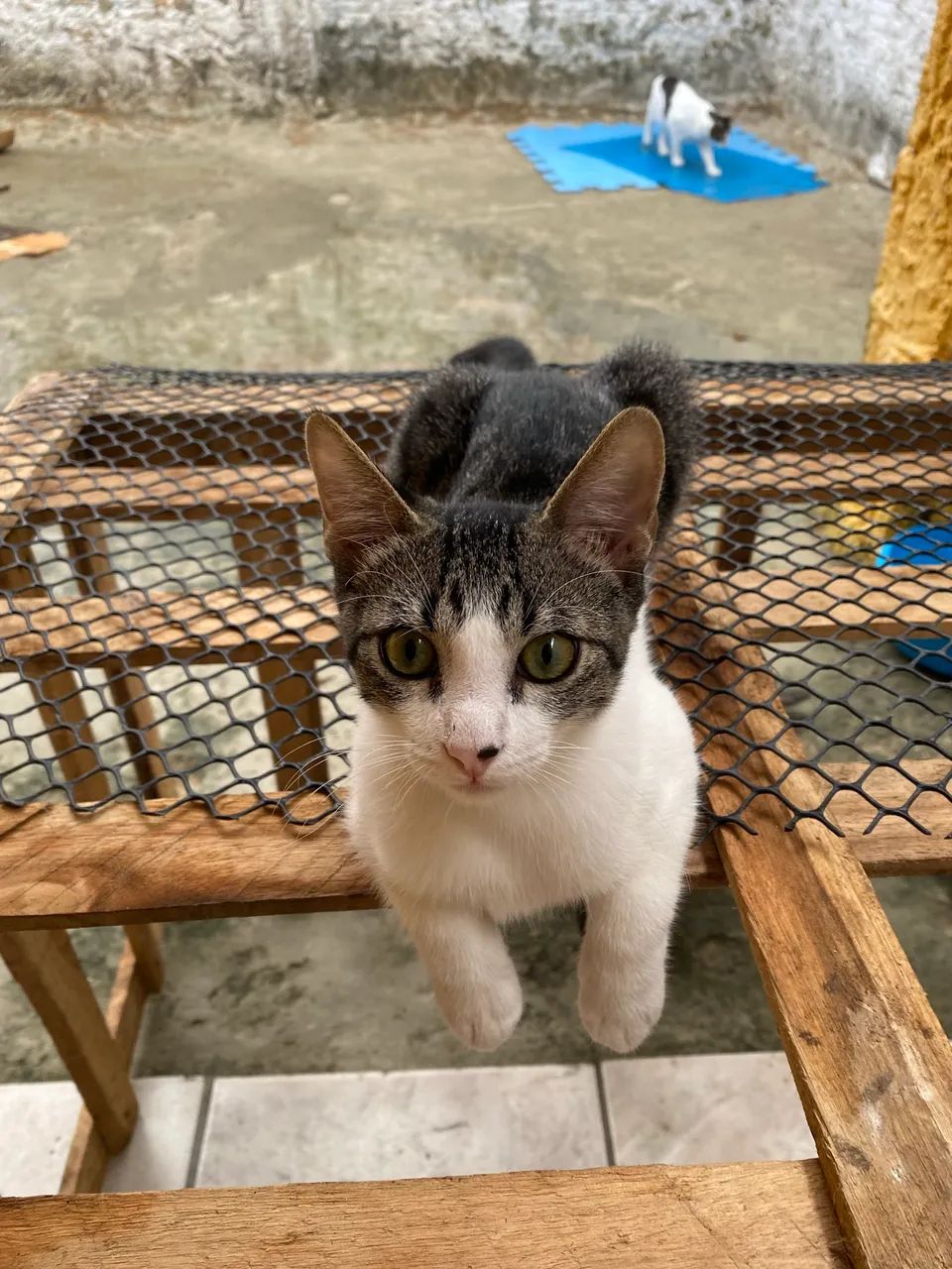 Adote um gatinho - Foto 2