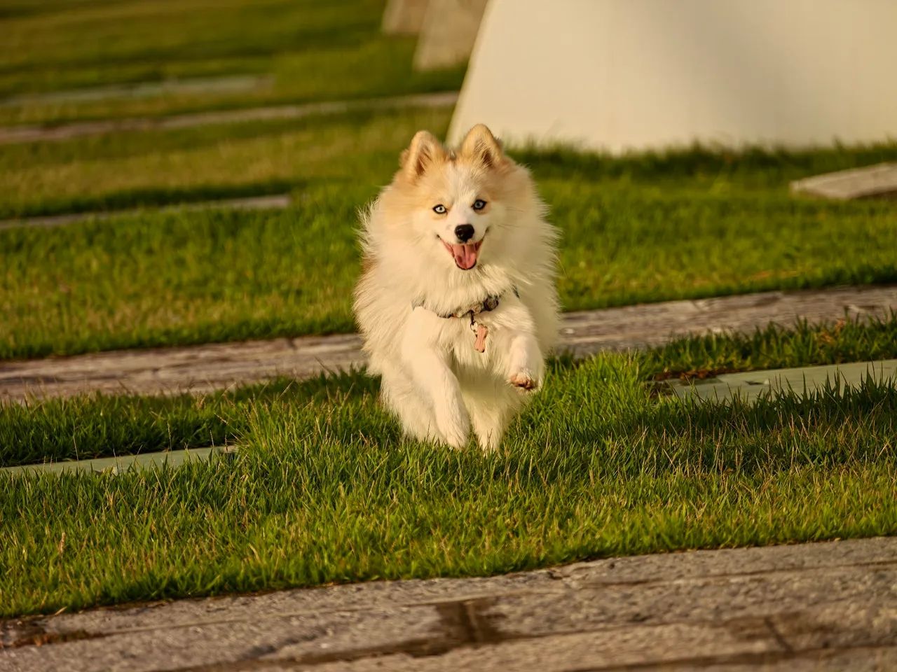 Filhote Macho Pomsky Mini - Merle - Foto 5