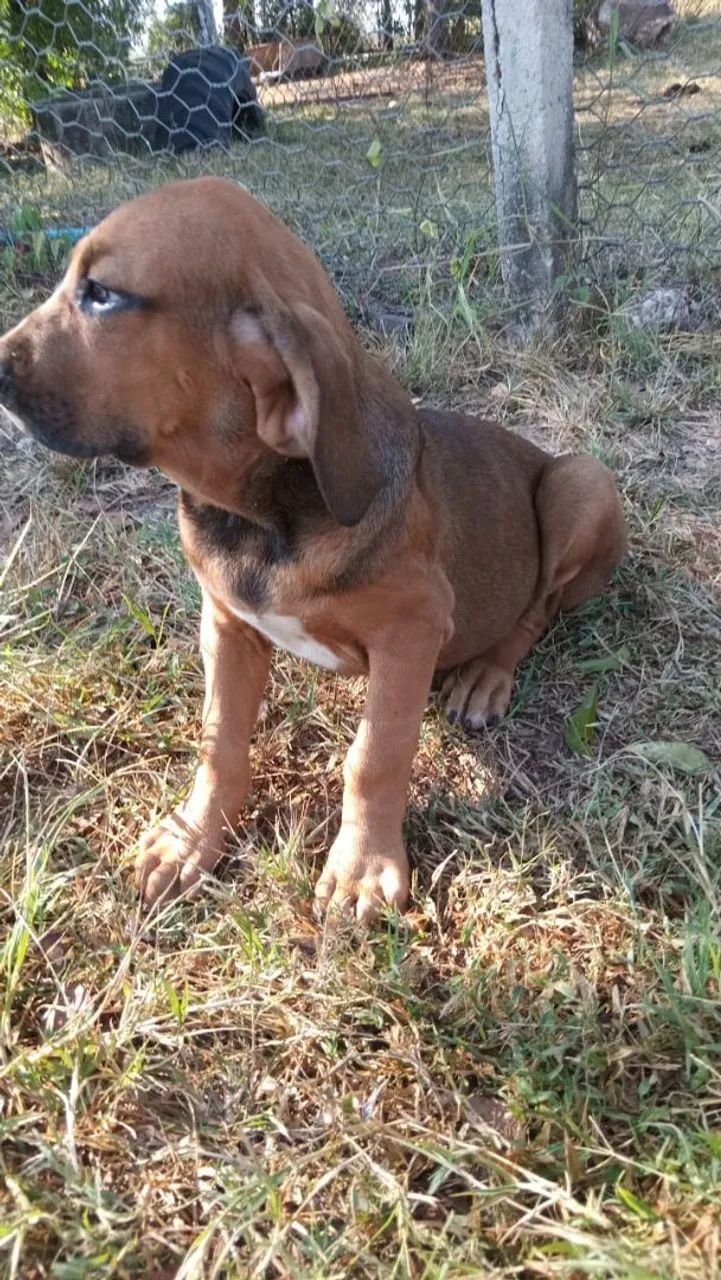 FILA BRASILEIRO COM PEDIGREE - Foto 2