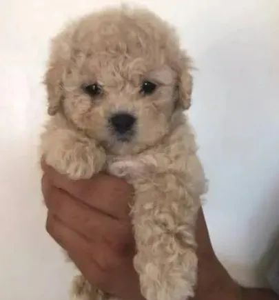 Doação Poodle