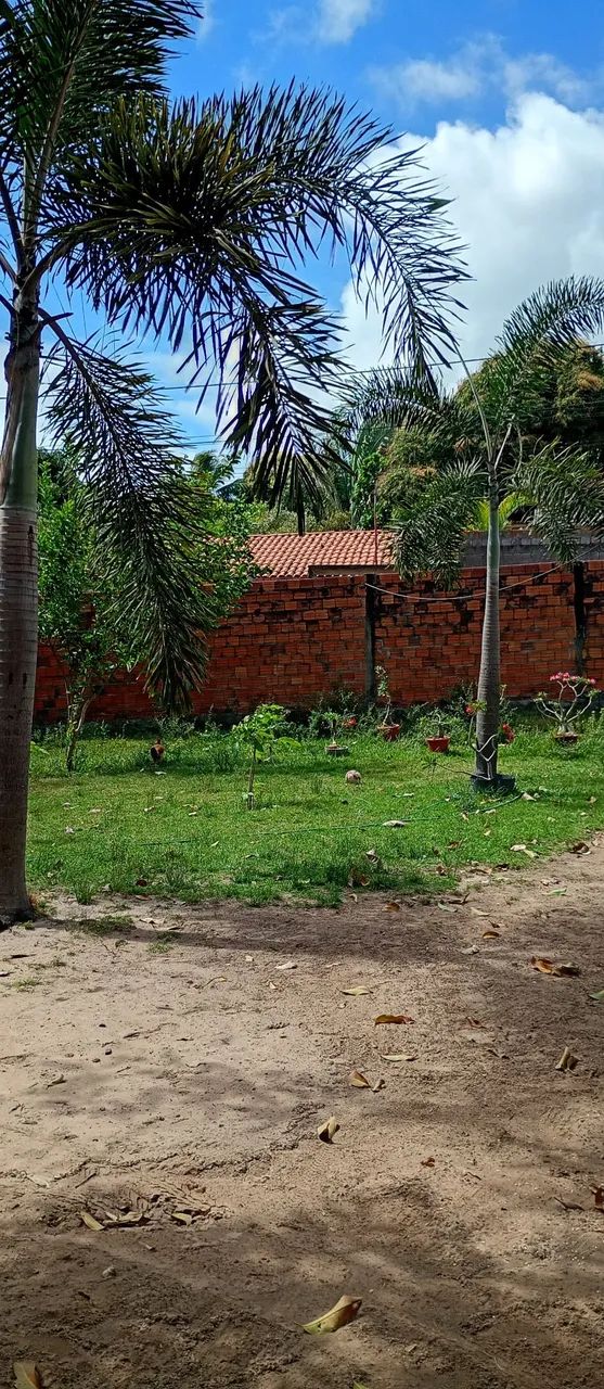Plantas - Foto 4