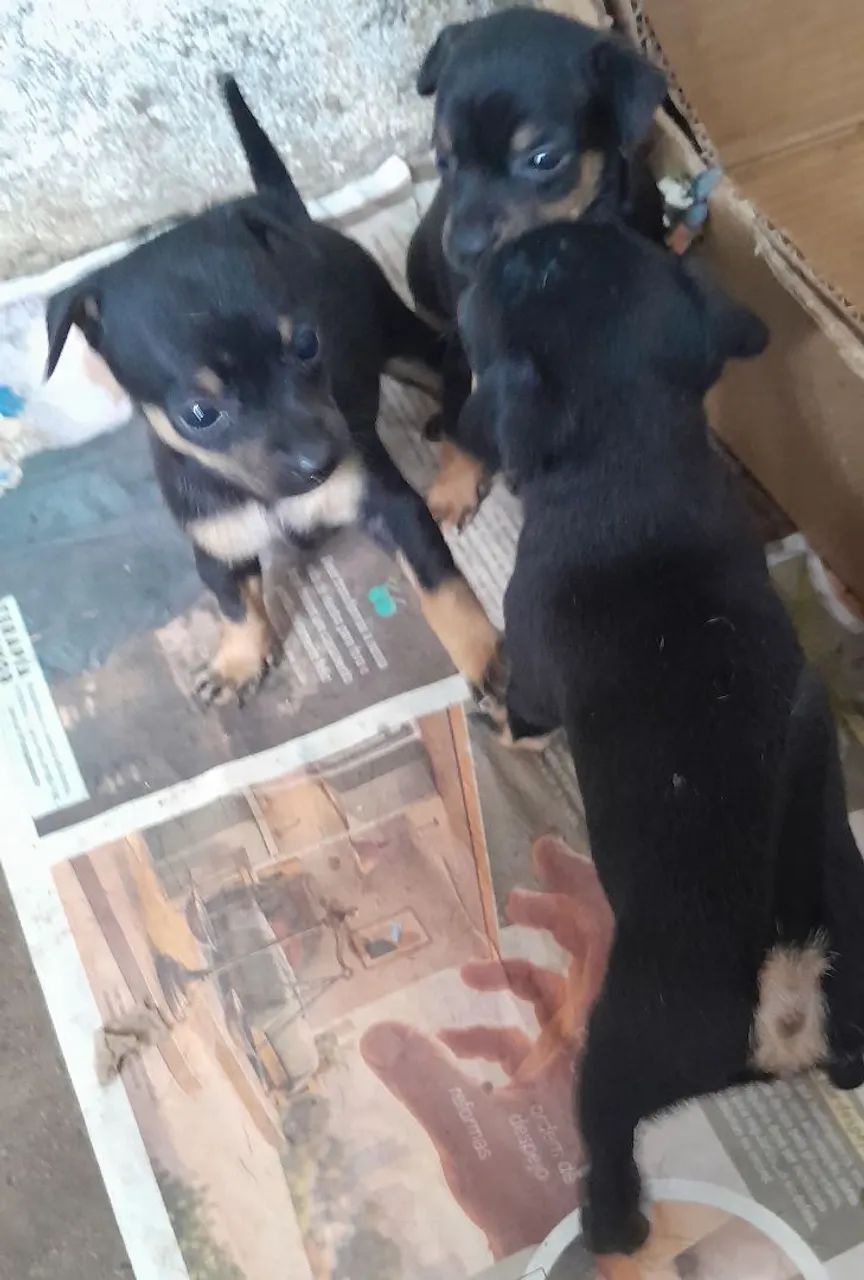 Cachorro pinscher  - Foto 4
