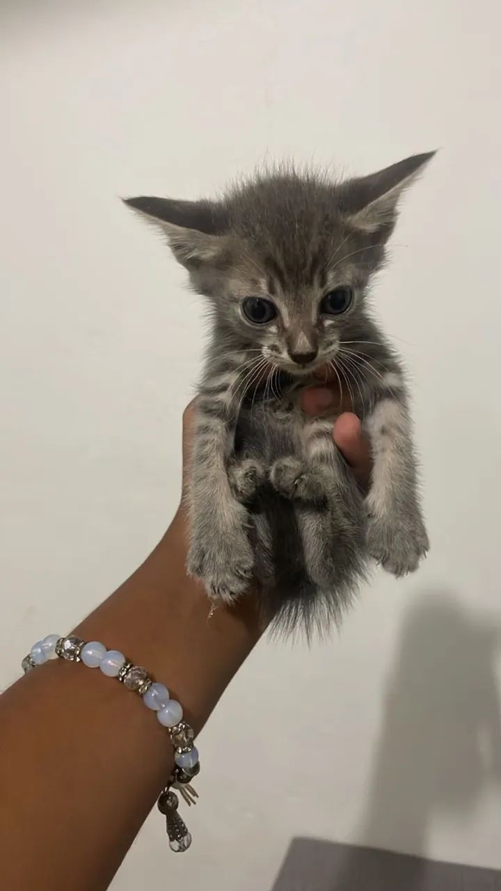 Doação gato filhote  - Foto 2