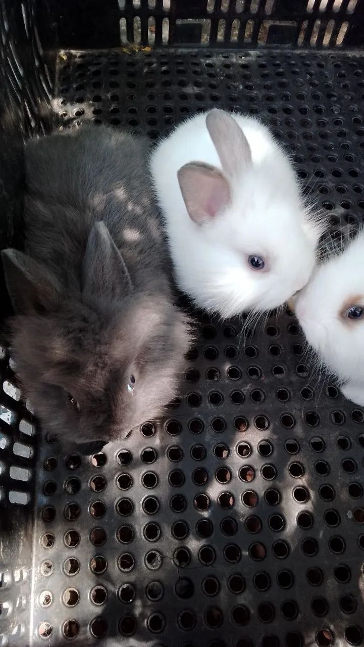 Coelho Mine Lion  - Foto 3