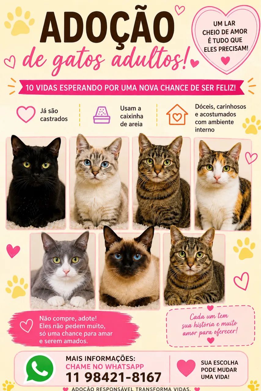Doação de gatos