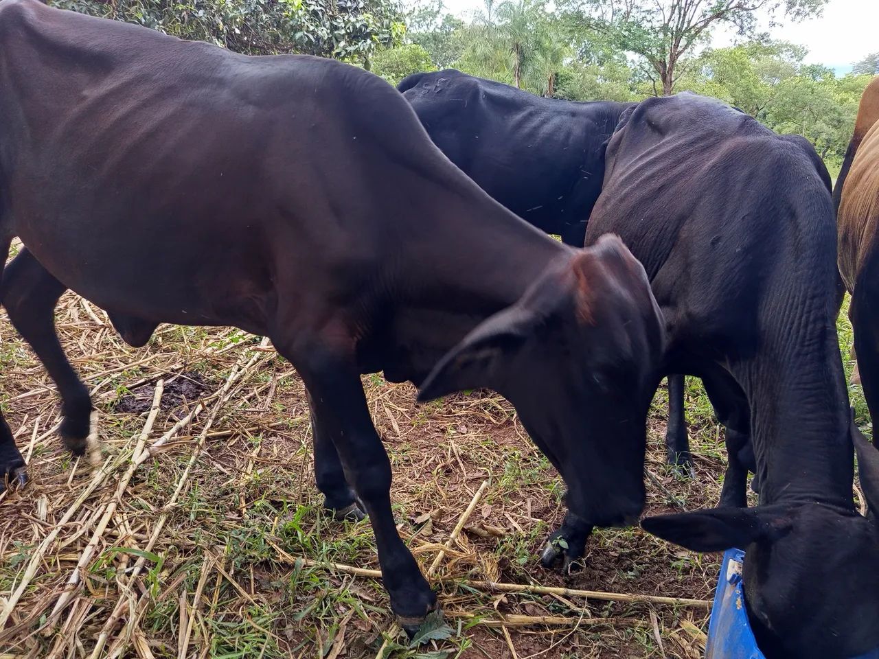 Novilhas Girolandas leiteiras