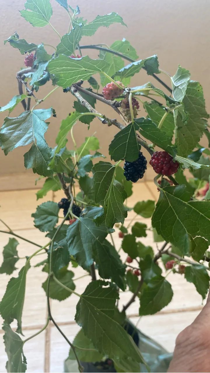 MUDA DE AMORA FRUTIFICANDO - Foto 4