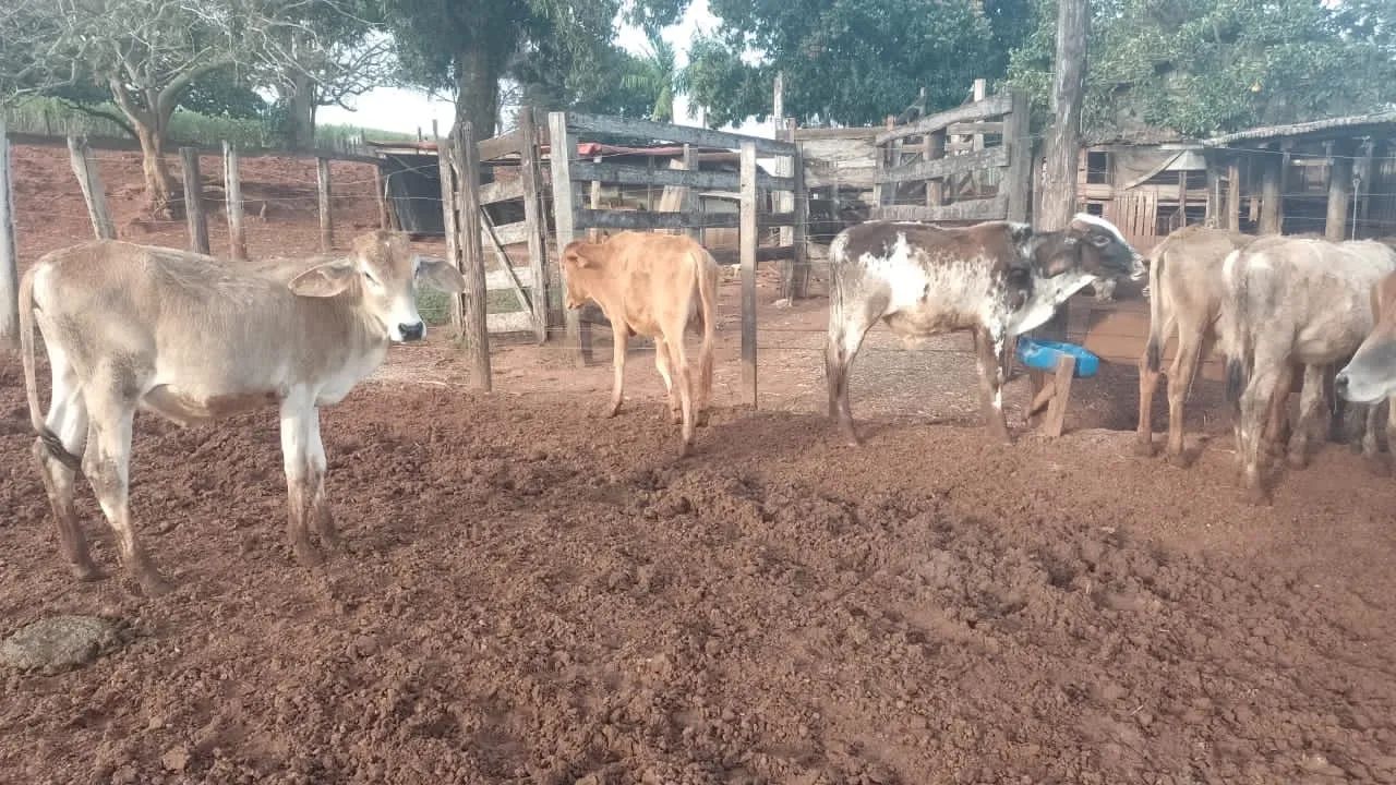 Bezerras 