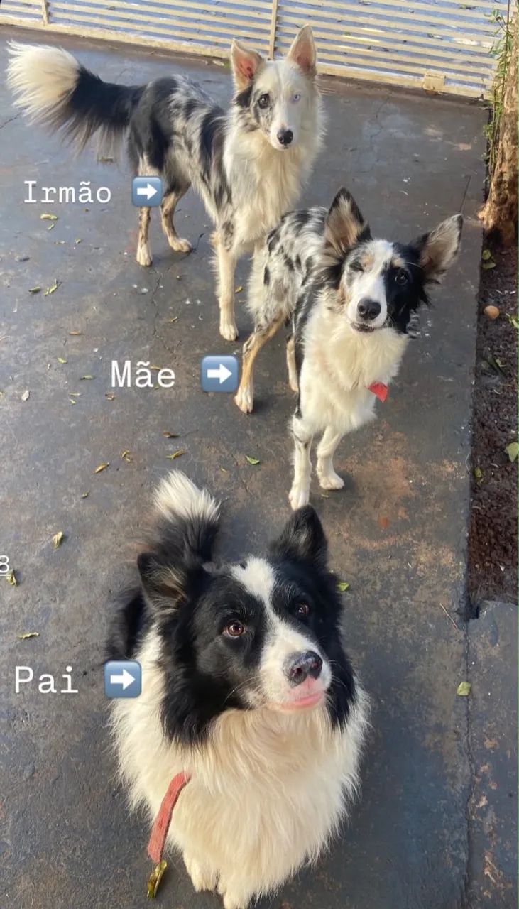 Border Collie - Foto 4