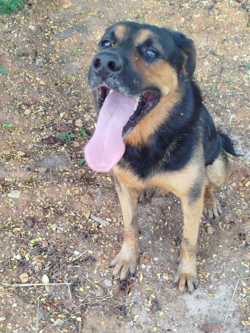 Procura namorada pra cruzar - Foto 2