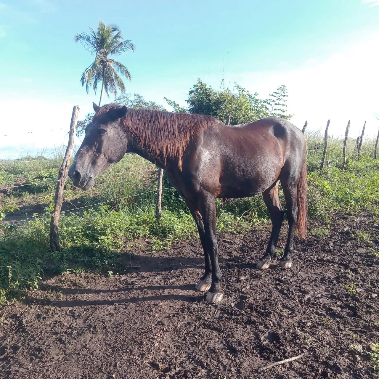 Cavalos de campo  - Foto 2