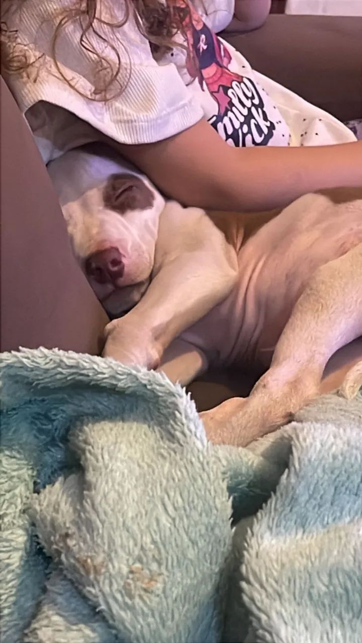 Filho de Pitbull  - Foto 3