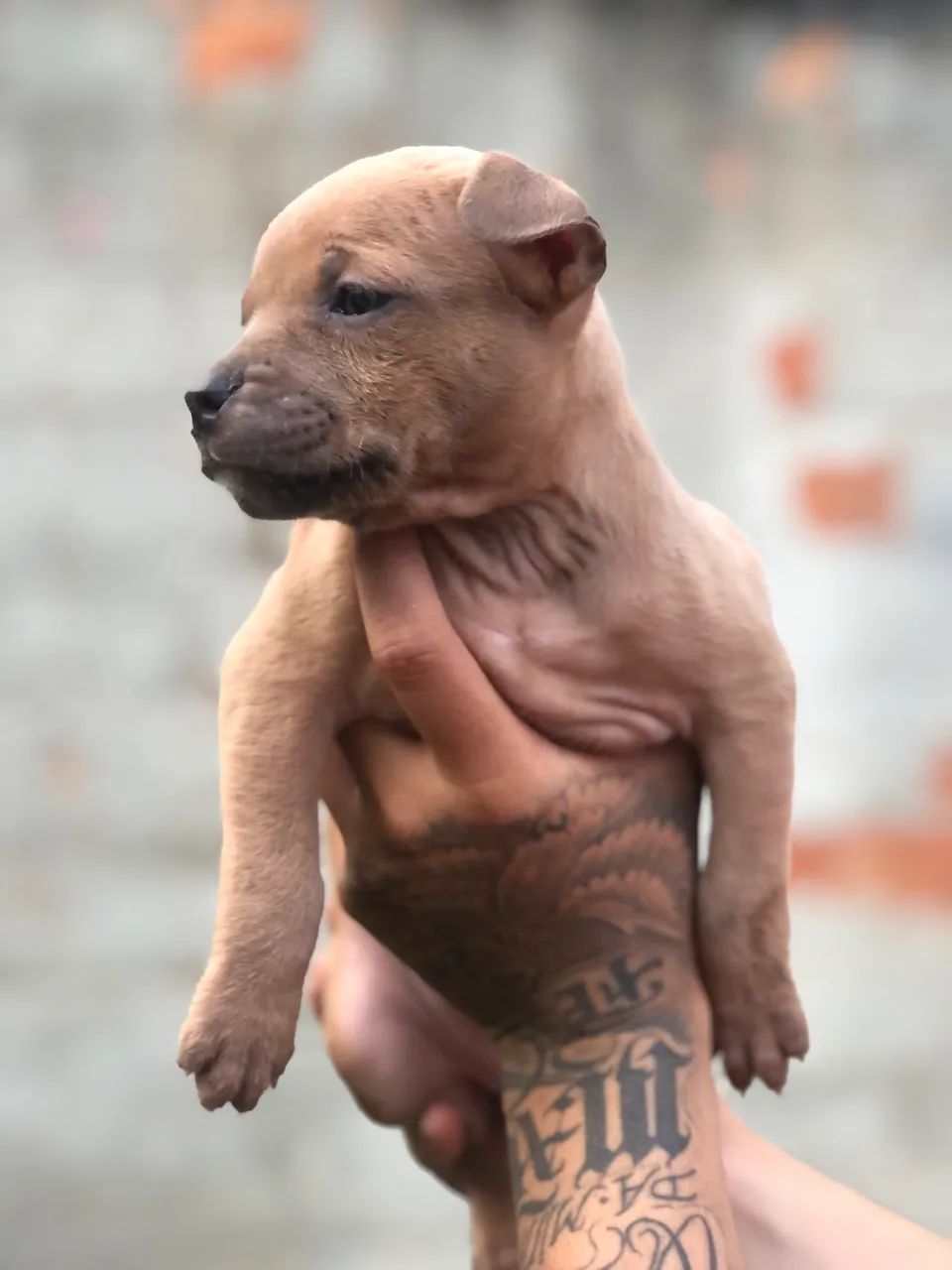 Vende-se Pit monster  - Foto 2