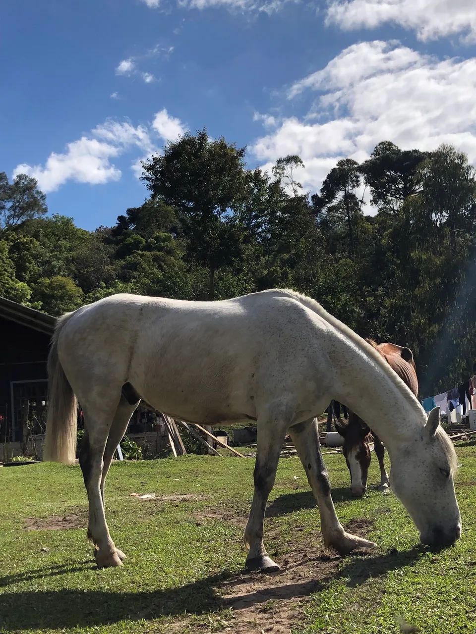 Cavalo petiço  - Foto 6