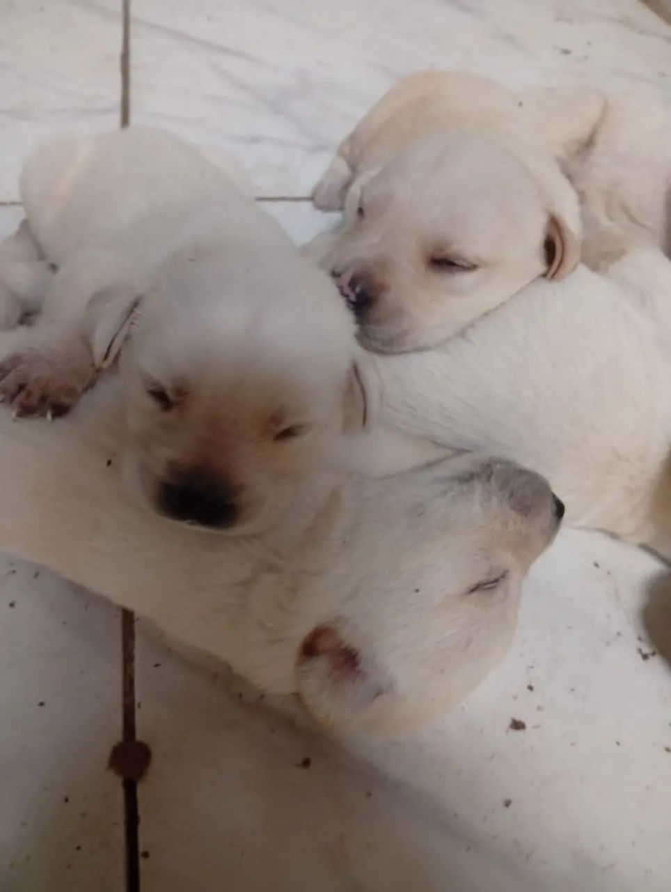 Labrador  - Foto 5