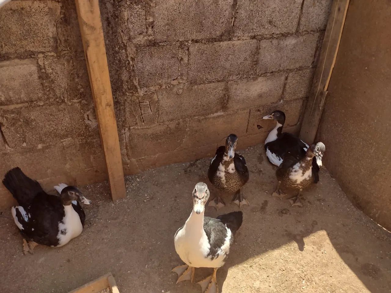 Vendo patos
