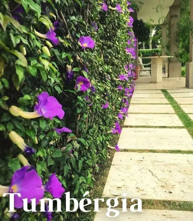 Tumbergia Arbusto 
