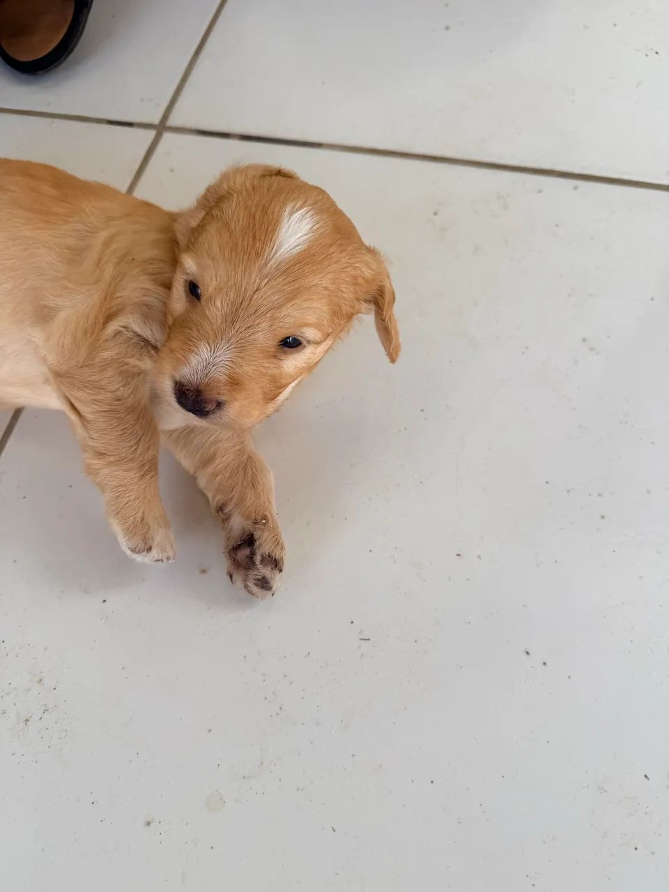 Vendo cachorros poodle com maltês  - Foto 4