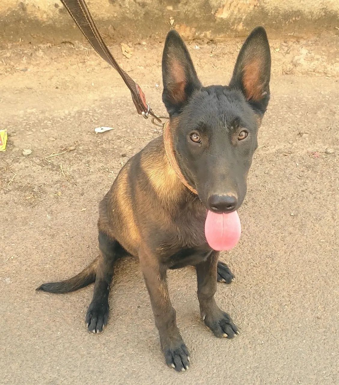 PASTOR BELGA MALINOIS, MACHO 